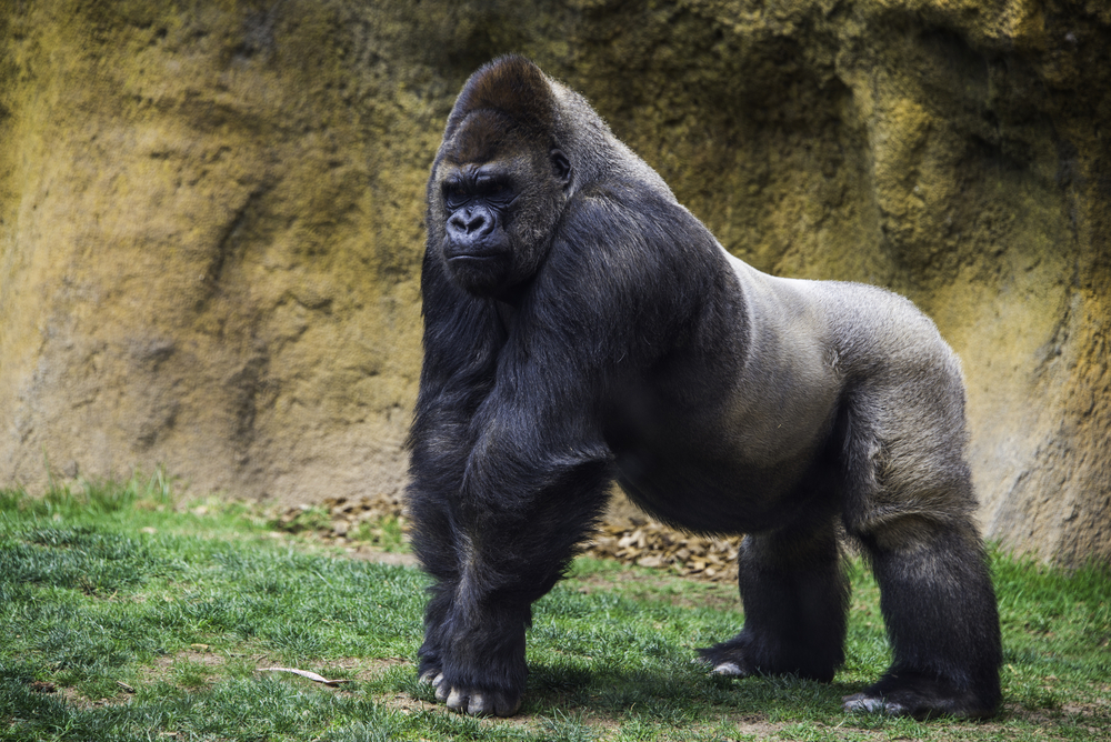 No Criminal Charges for Parents of Child Who Got into Gorilla Enclosure at Cincinnati Zoo